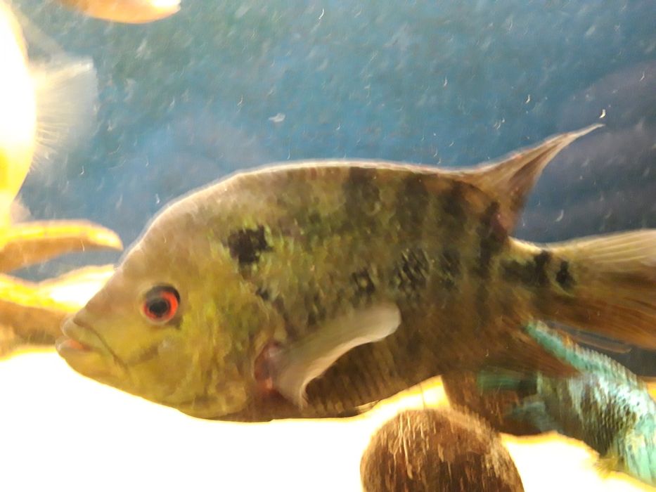 Pielęgnica trujplama Trimaculatus