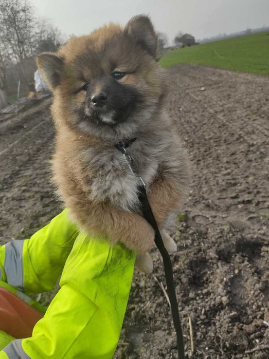 Szczeniak Shiba Inu rezerwacja.