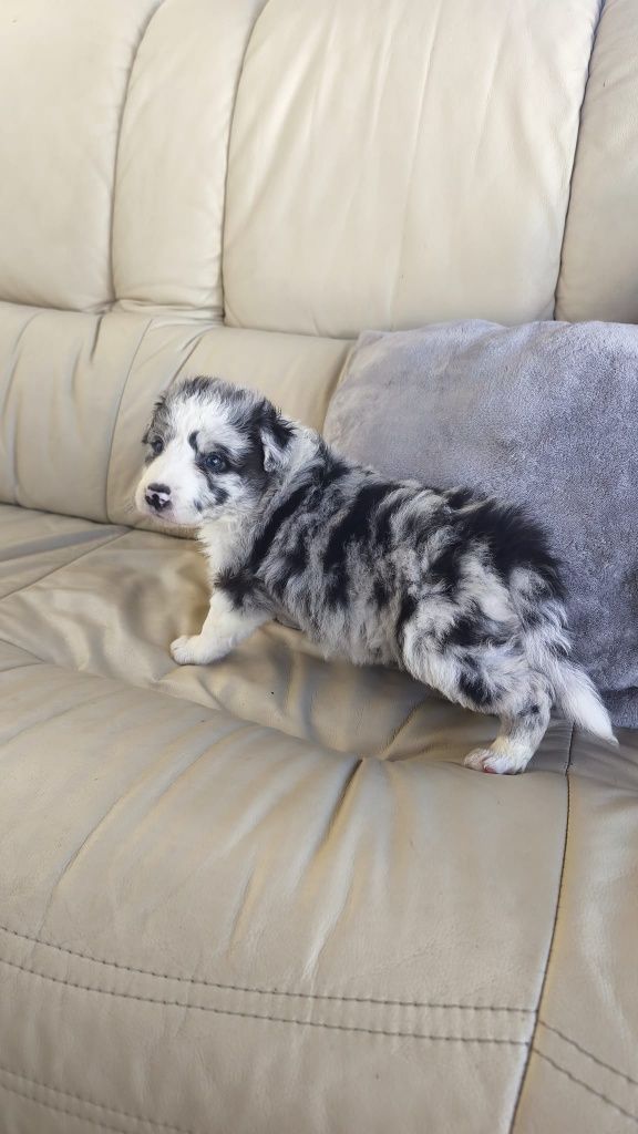Border Collie macho Blue Merle