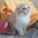 Gatinho para venda