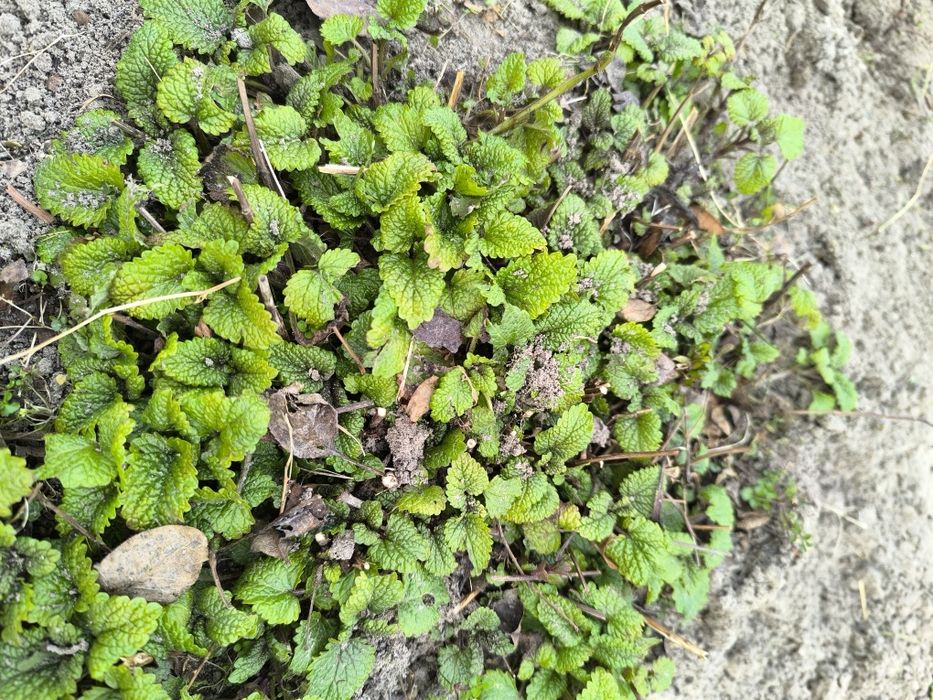 Меліса багаторічна