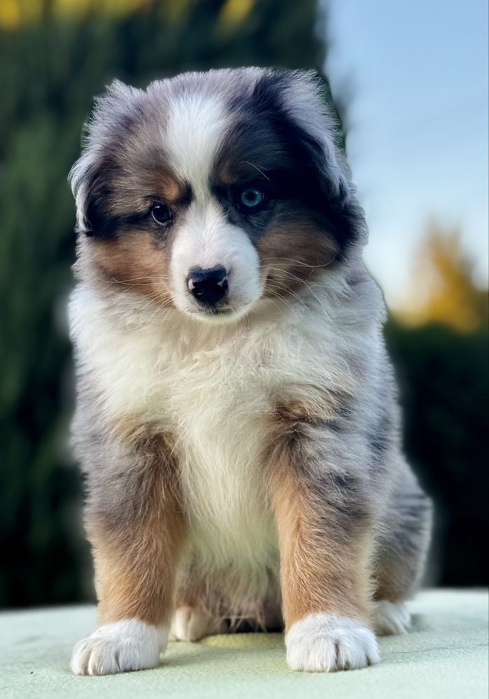Amerykański owczarek miniaturowy- MAS - Mini Aussie- piesek FCI