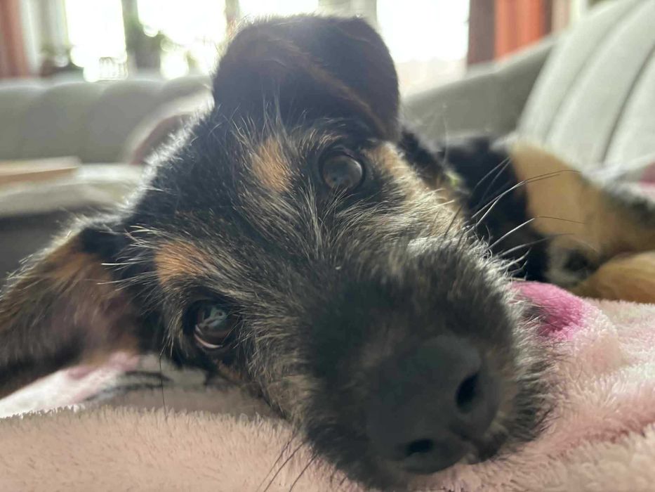 Dolly piękny szczeniak do adopcji