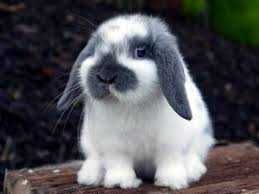КРОЛИКИ  Декоративные. - Мини. Малыши. Красивые. Ручные.  и КЛЕТКИ.