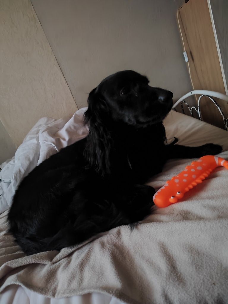 Piesek rasy Cocker spaniel