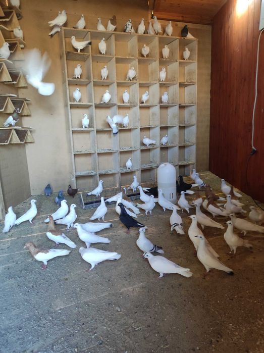 Lot golebi ganianych