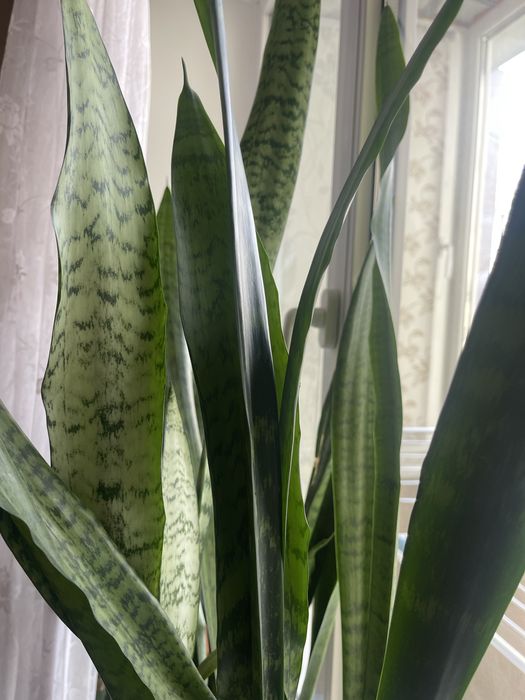 Сансевьера, сингониум, лилия.