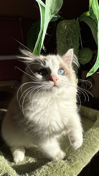 Ragdoll kotek Urwis kocurek