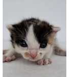 Misia Miodek i tosia pilnie do adopcj i!!!