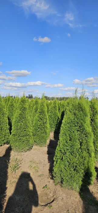 Tuja szmaragd likwidacja szkółki