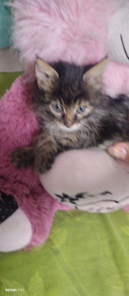 Продам котят сибирские тигрята