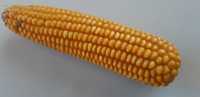 Kukurydza ziarno dla drobiu gryzoni 24 kg