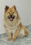 Eurasier plany hodowlane