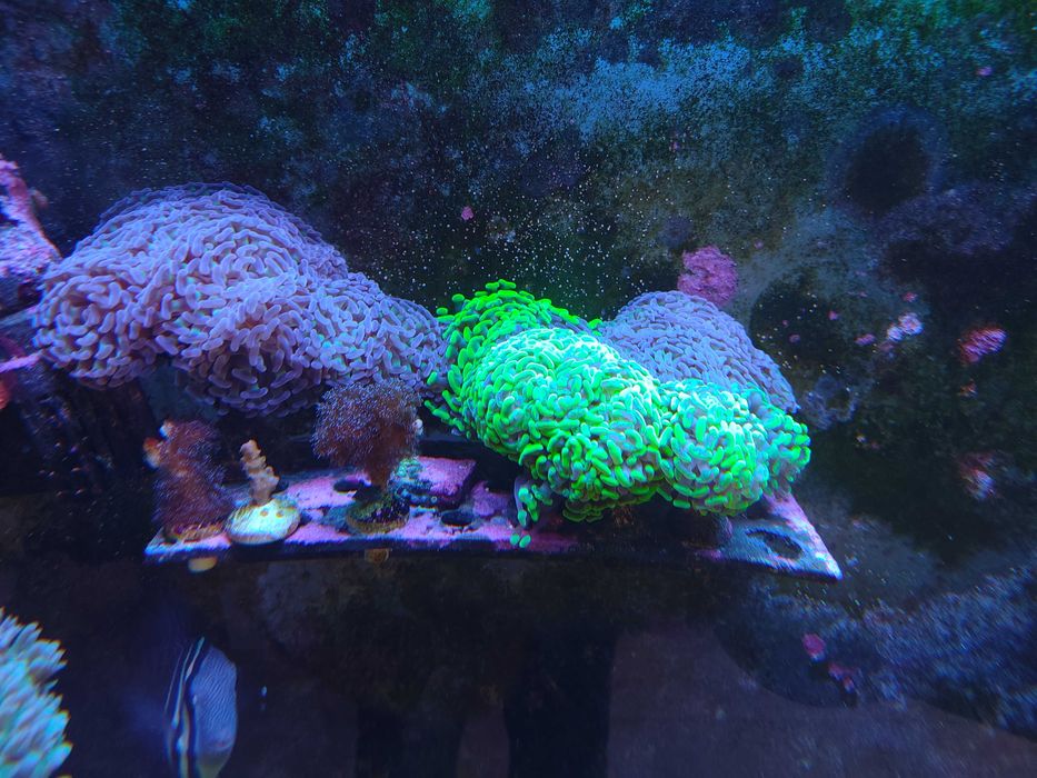 Euphyllia paraancora Fluo Gdynia/Gdańsk