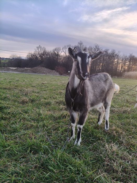 Sprzedam kozę 300 zł