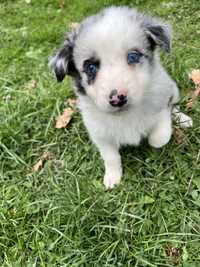 Border Collie Suczka