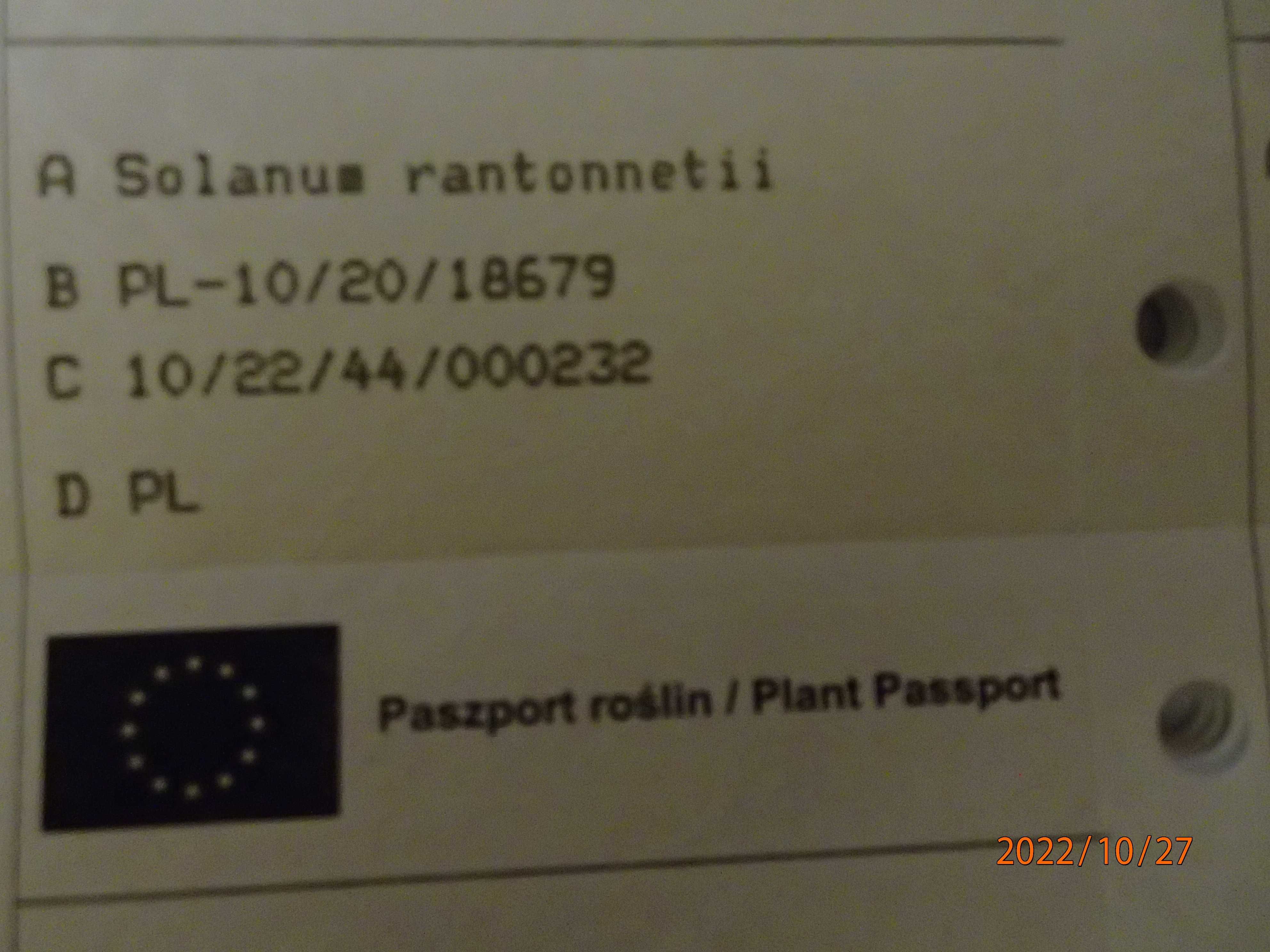 Solanum rantonetti 50 cm -szafirowa burza -psianka - sadzonka donic