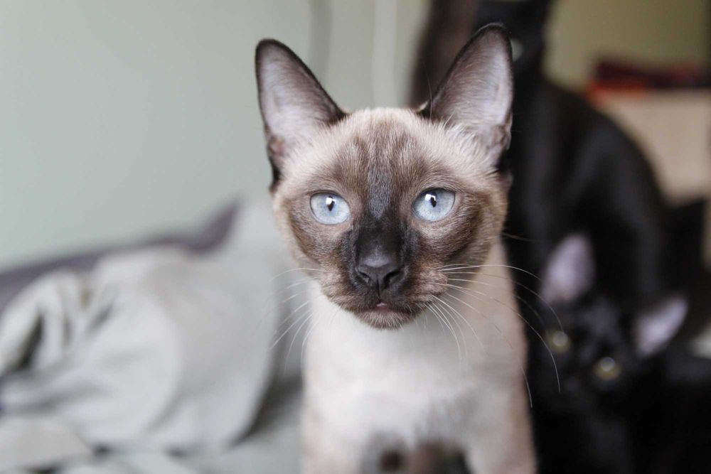 Gatinha siamesa para adoção BRAGA