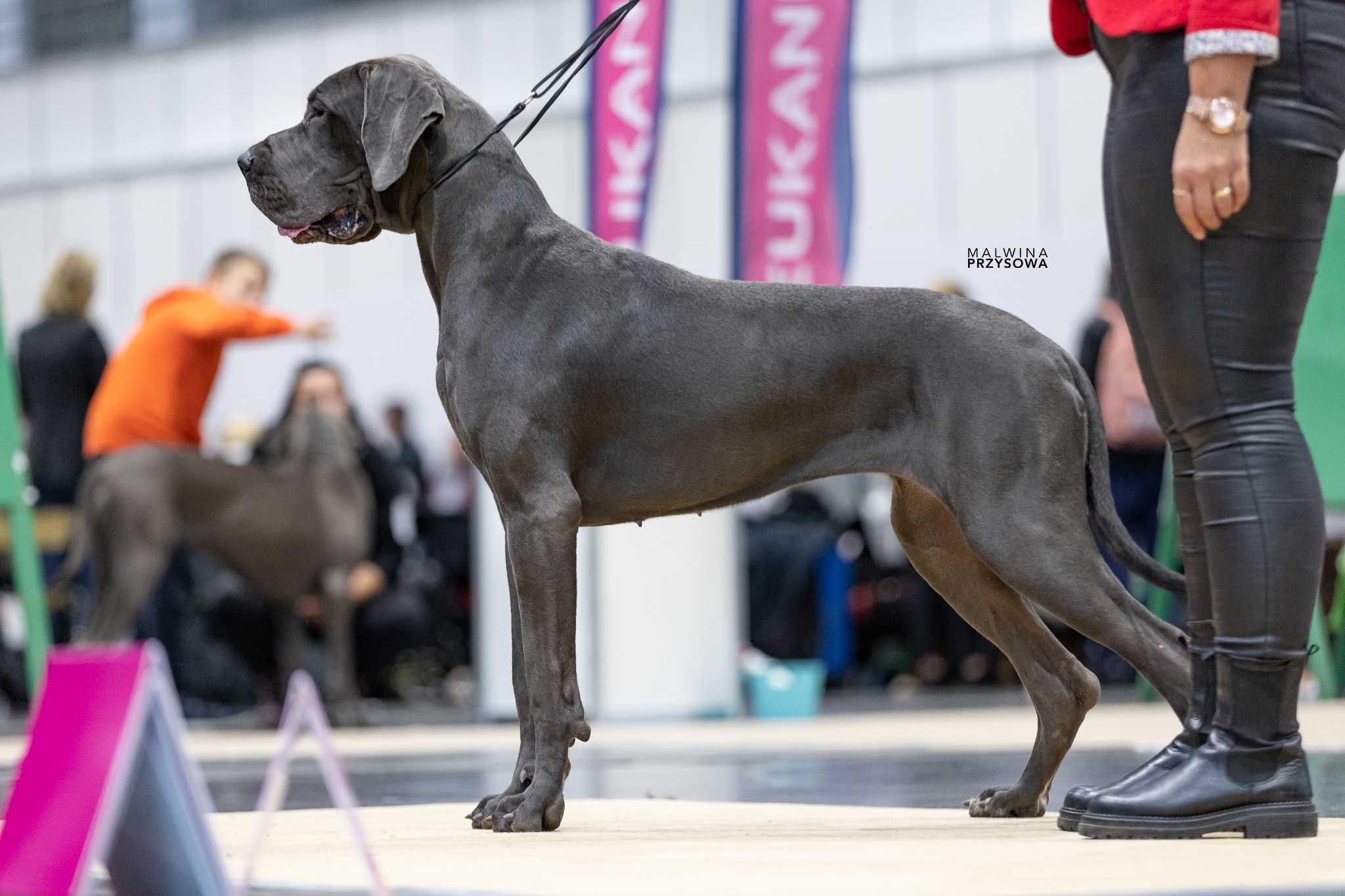Dog niemiecki czarny