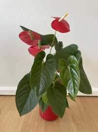 anthurium andraeanum