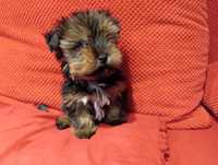 Yorkshire terrier Black and tan chlopczyk