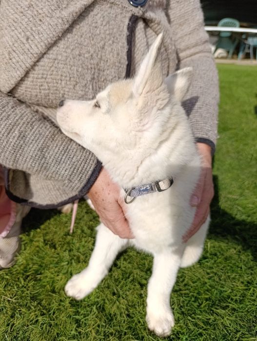Husky Siberiano cinza e branco