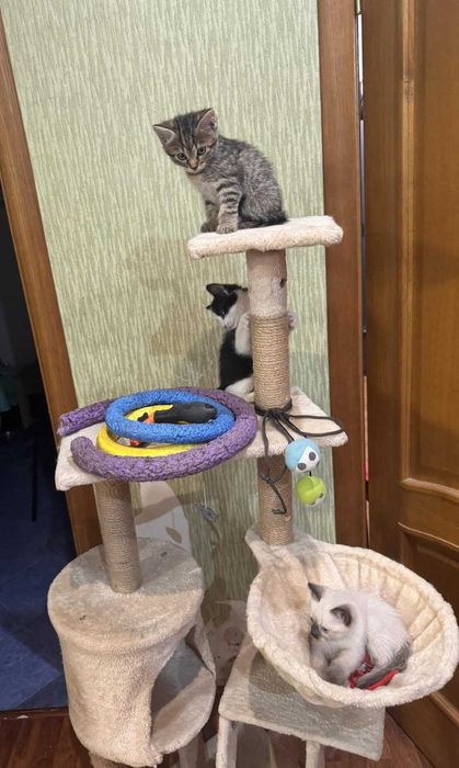 Котята в хороші руки