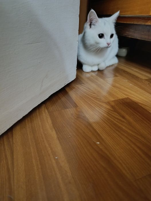 Віддамо активних котиків в турботливі руки