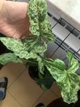 Sygnonium  szczepka - moijto i red spot