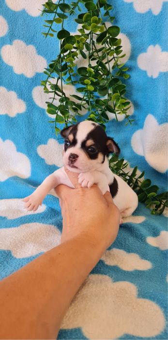 Estupendo Chihuahua/Chiuaua de Qualidade
