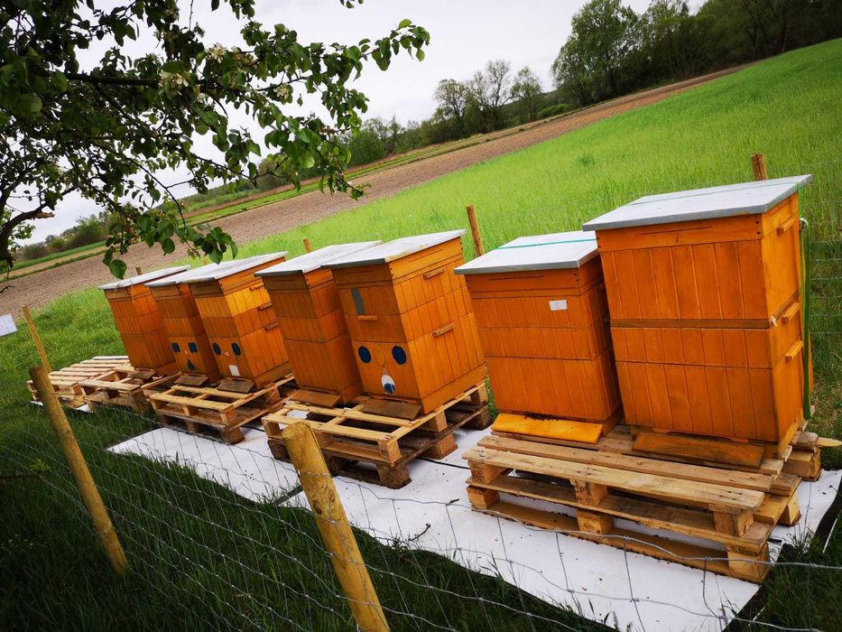 Miód lipowy 1,2 kg zbiór 2025