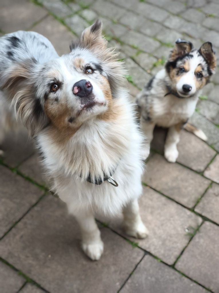 Border Collie Zkpw Wrocław -Zapowiedż miotu