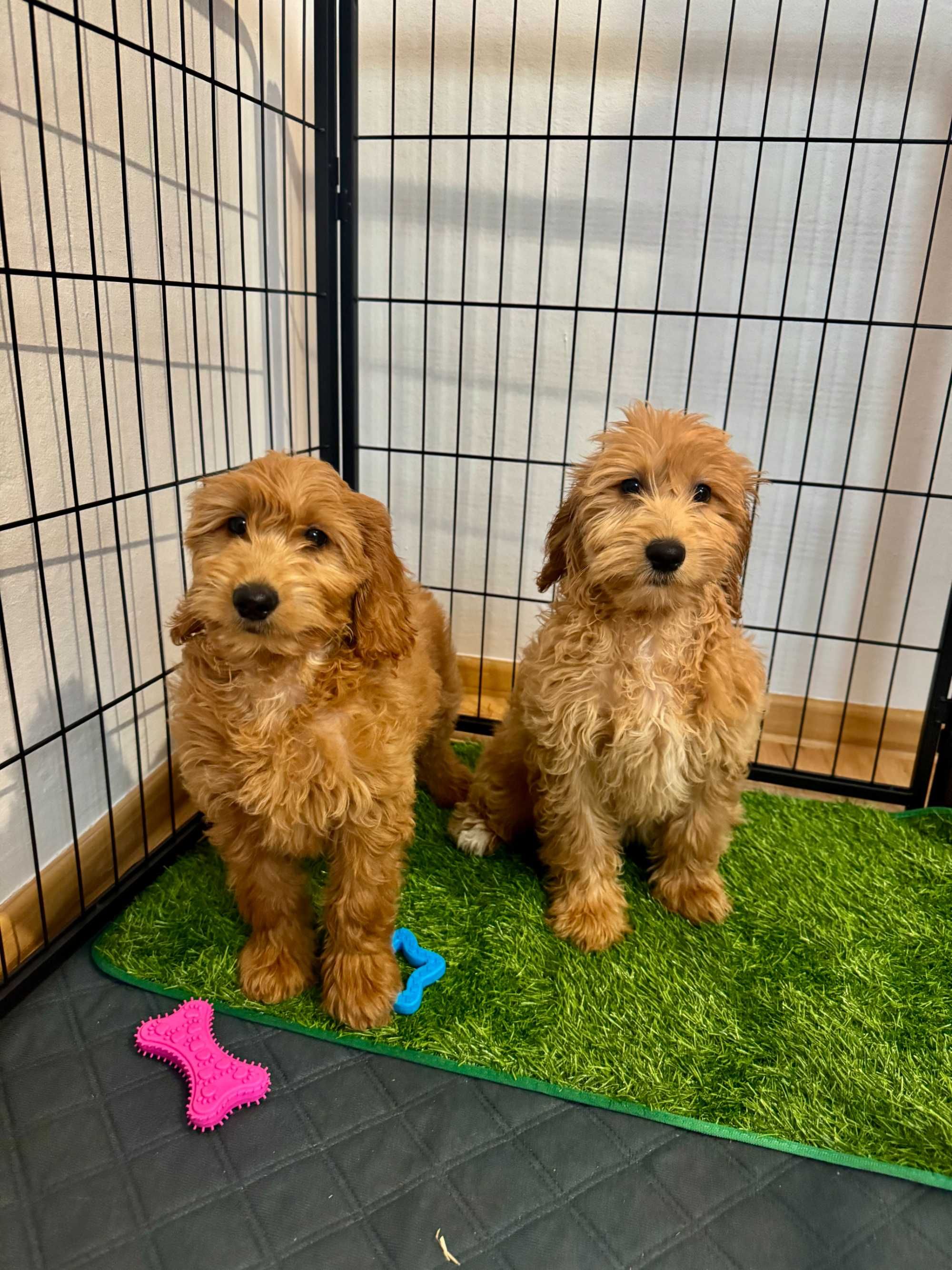 Goldendoodle Śliczna sunia gotowa do odbioru!!!