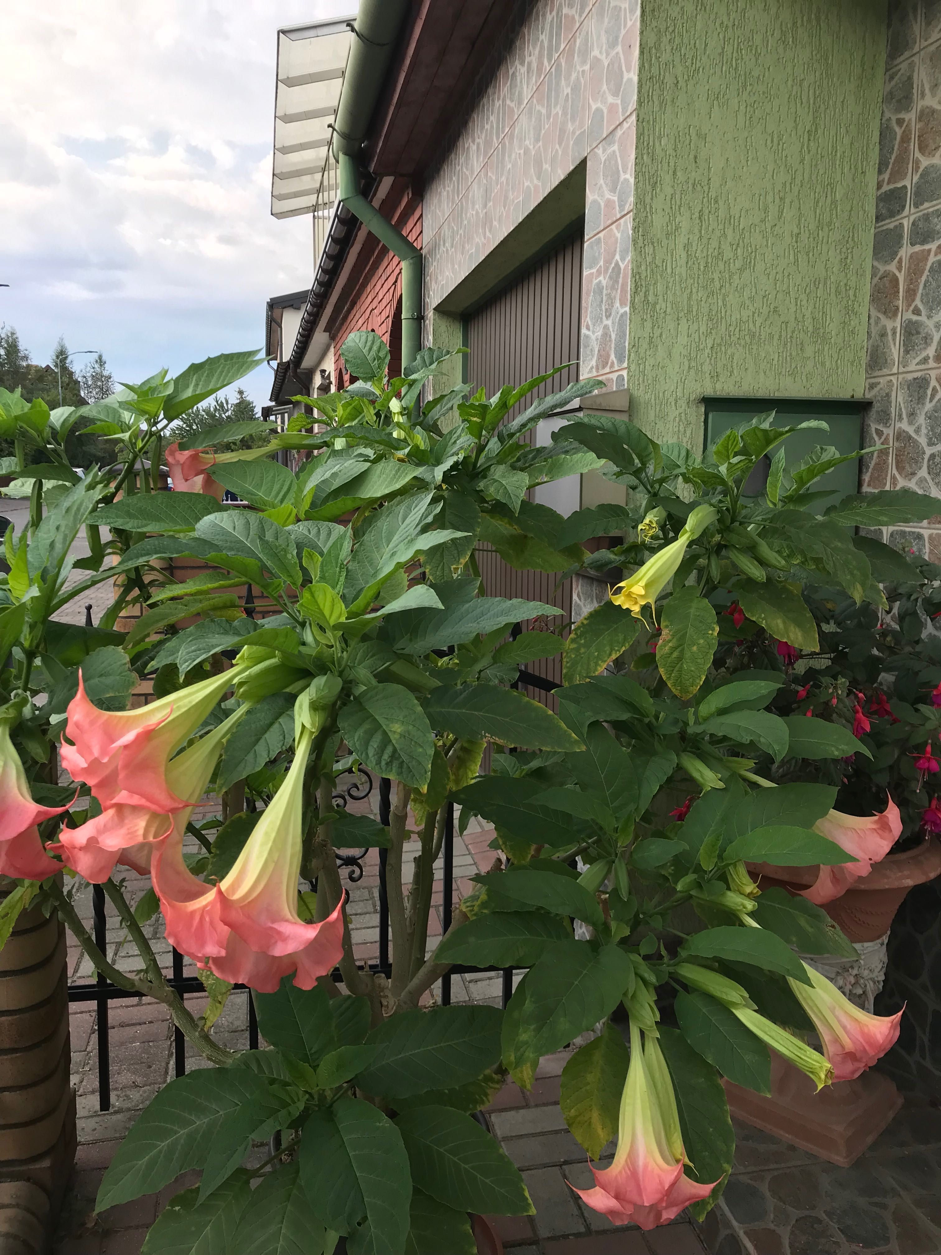 Datura wieloletni kwitnący kwiat ogrodowy balkonowy