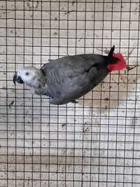 Papagaio cinzento macho reprodutor