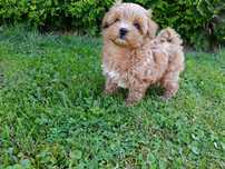 Maltipoo Maltańczyk & Pudel Toy Mini Piesek