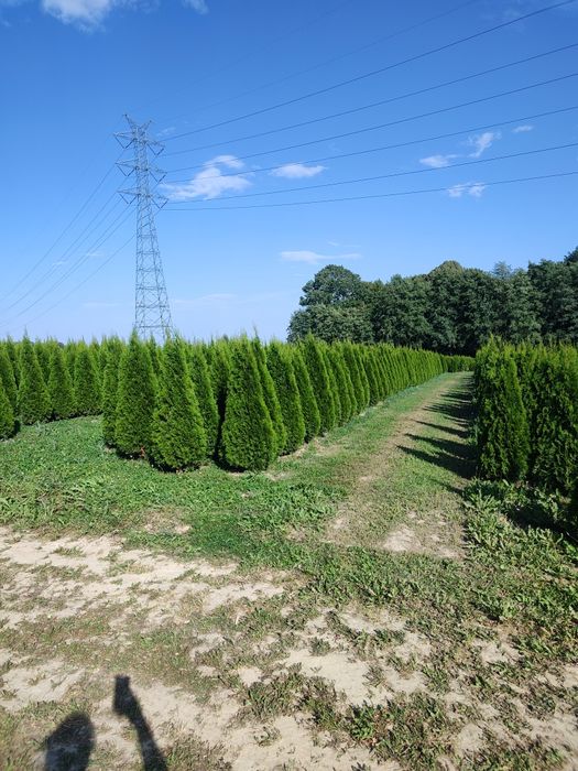Tuja Szmaragd - Tuja Brabant - Tuja Aureospicata