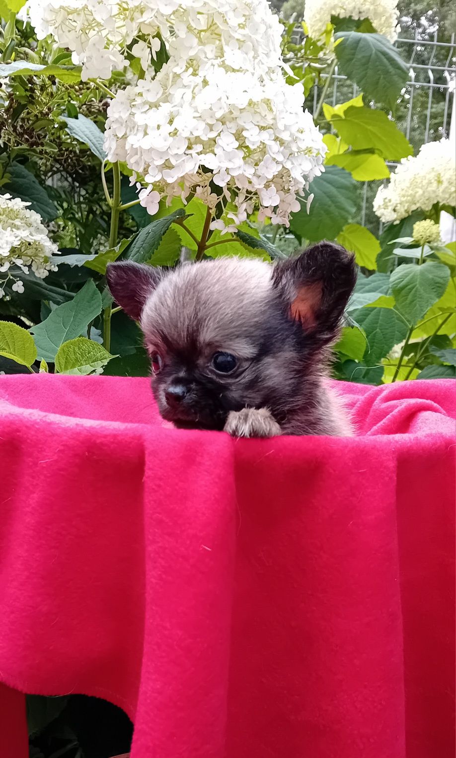 Chihuahua piesek