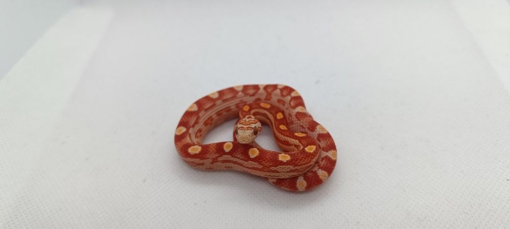 Wąż zbożowy (węże zbożowe)D4 Ultramel Motley