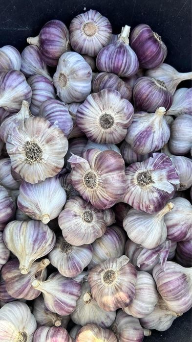 Часник Любаша озимий