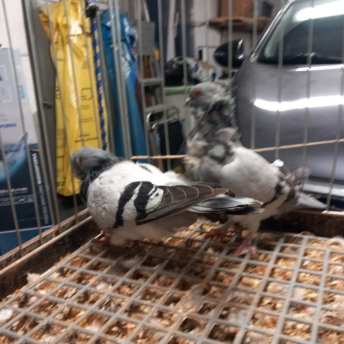 Gołebie Ozdobne Mefki Chińskie