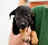 Tibo - energiczny, 3 miesięczny szczeniak do adopcji!
