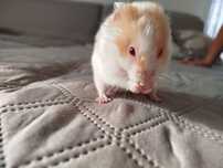 Chomiki syryjskie