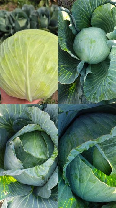 Продам картоплю велику капусту