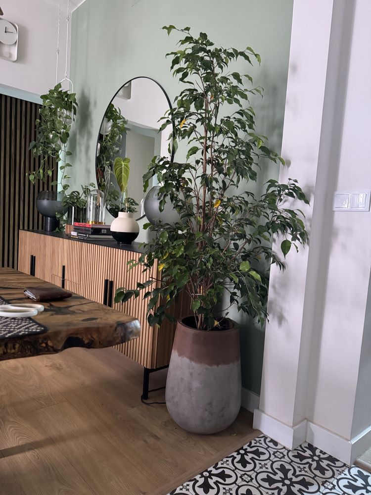 Árvore planta ficus 1,70m