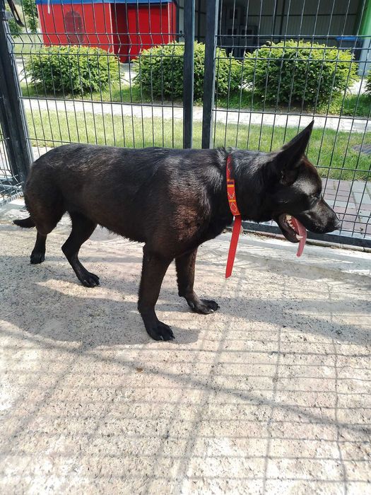 Te psiaki czekają na domy tymczasowe - pomóż!