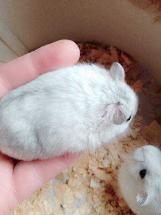 Джунгарские хомячки