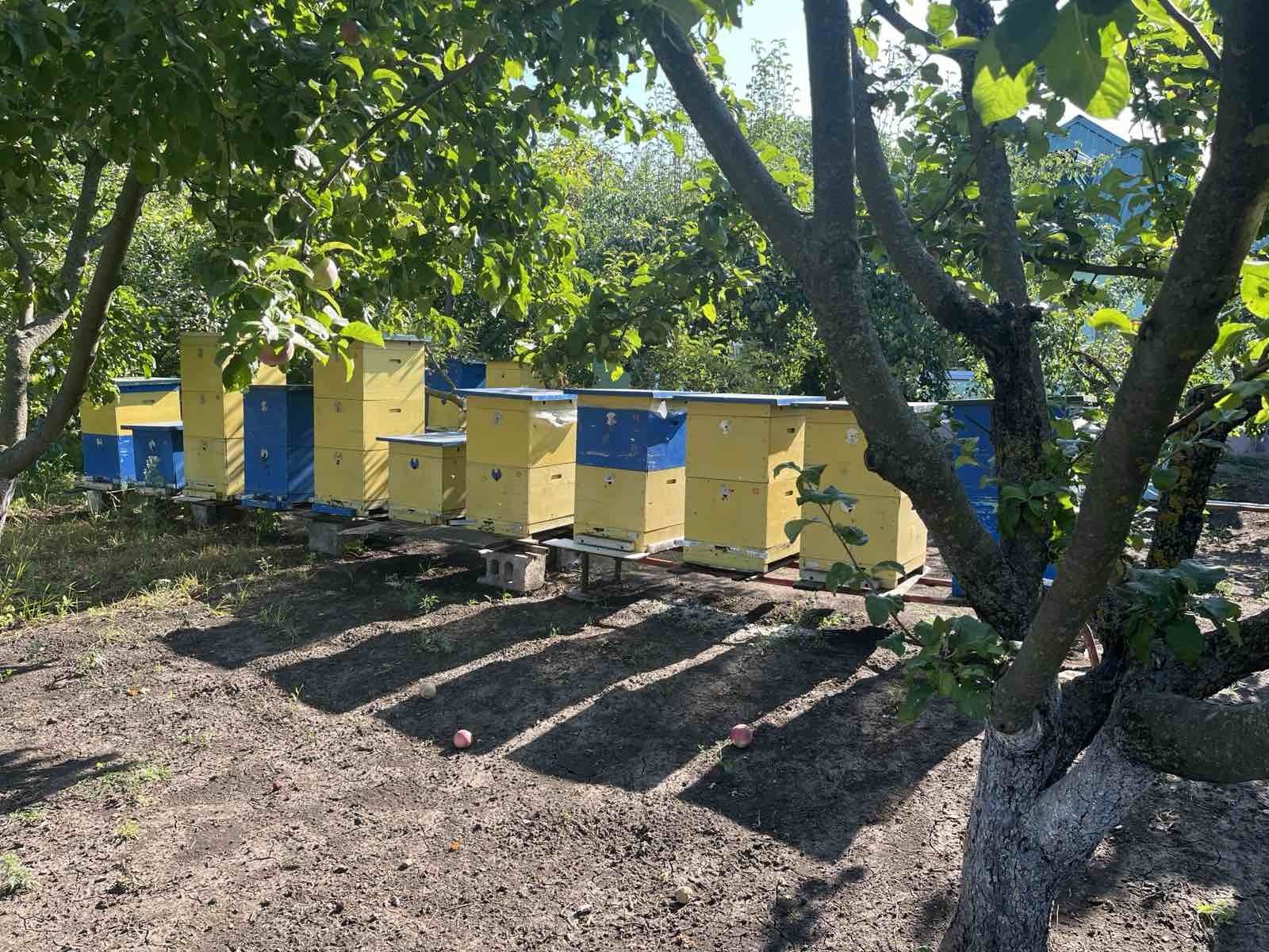 Продам вулики корпусні та лежаки