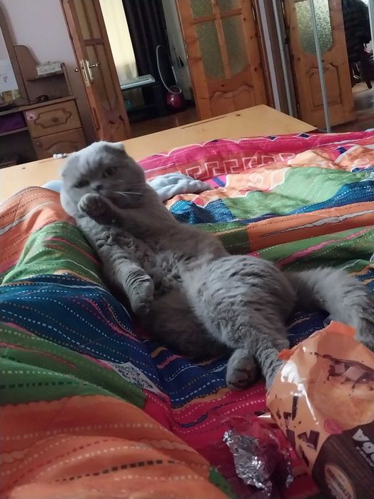 В'язка шотландського кота Пуфіка