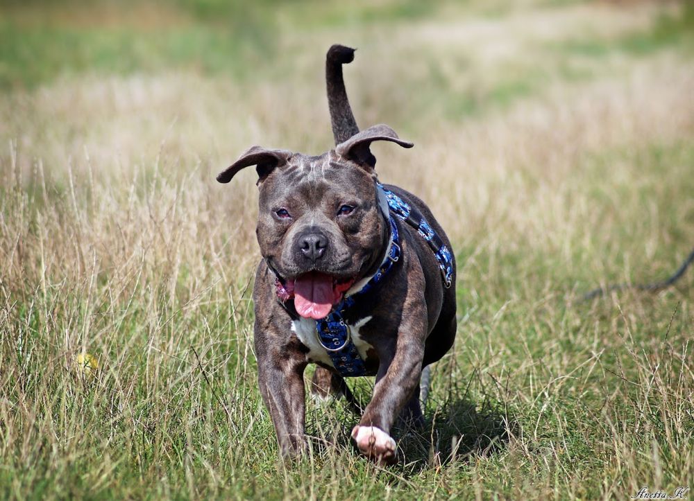 Śliniak w typie American Bully